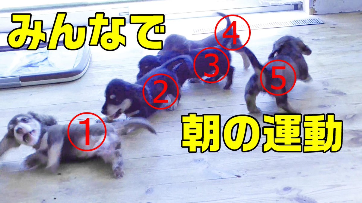 Famigu 朝から元気なミニチュアダックスの赤ちゃんに癒される動画 癒し 元気 Puppy 子犬 T Co R8avpyodcs