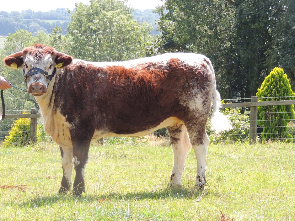 The Society’s first online sale hosted by @McCartneysLLP  ran from Thursday 10 to Sunday 13 Sept.  Top price was for <a href="/GentonsPedigree/">GENTONS PEDIGREES</a> Junior Heifer Gentons Tiptop, sold for £2600 to <a href="/PharmaPC/">PETER CLOSE</a> for his grandson Tom.  All prices and purchasers on the website. longhorncattlesociety.com