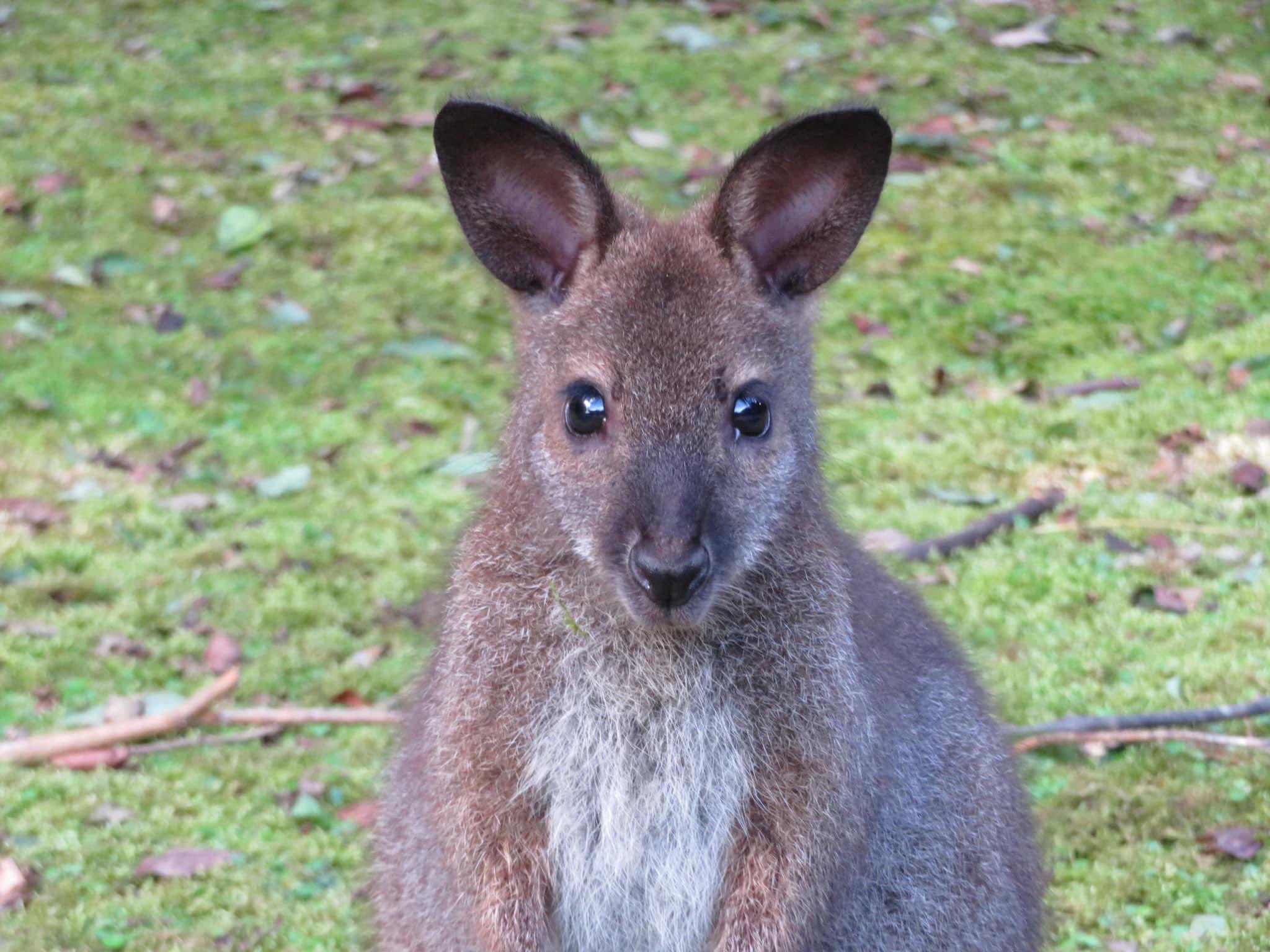 埼玉県こども動物自然公園 公式 ベネットアカクビワラビーのこども オス の名前が アメ に決まりました お父さんが グミ なのでお菓子繋がりで アメ と名付けました 目がクリクリで他の個体と比べるとまだあどけない顔をしています ぜひ探し