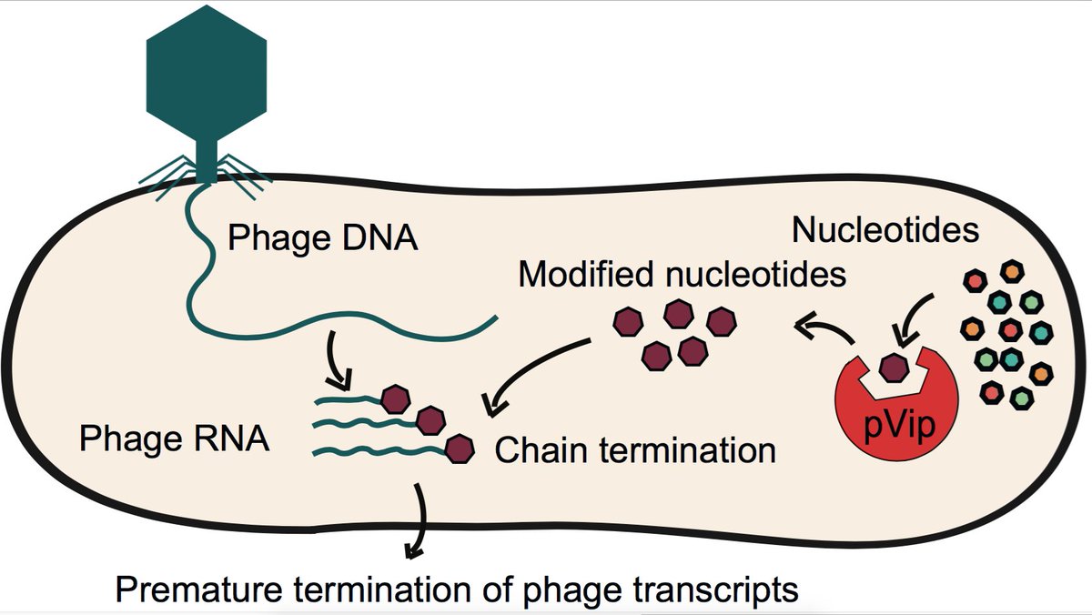 Finally, we developed a genetic reporting system and showed that pVips protect against T7 phage infection by inhibiting viral polymerase-dependent transcription, implying an anti-viral mechanism of action similar to the animal viperin. (7/9)