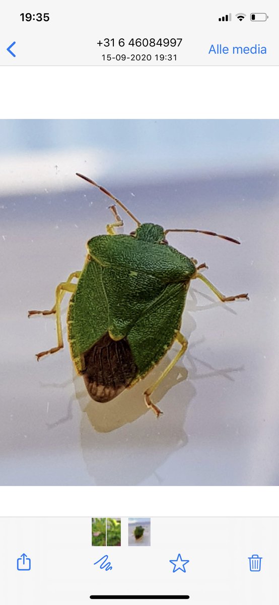 AchterhoekGo's tweet photo. @AglaiaBouma Hoi weet jij welk insect dit is? https://t.co/gEr6nntUYB