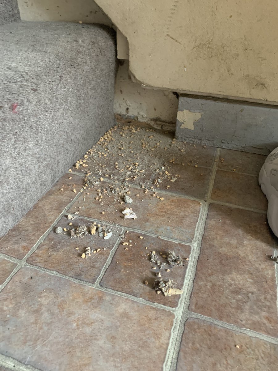 sTaYcEeBaYbEe's tweet photo. @emh_cic @BBCNews @BBCBreaking @TheSun @SkyNews This is how @BarnetCouncil knowingly allow people to live 🤮🤢 leaving young kids to become ill with leptospirosis we’ve been told ten days before we even get contacted to make an appointment for pest control 👎🏻👎🏻 #disgusting https://t.co/JaqRn1Mz3C