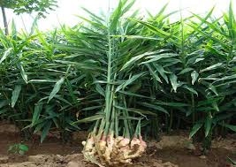 Agrojay_'s tweet photo. https://t.co/AdAnW6fyTo
Ginger has been cultivated since ancient times. The distinctive taste and flavor of ginger is an important ingredient in everyday meals. Use wet ginger, processed ginger
@nashik_feed
#AgricultureTAResult #agriculture #agrojay #digitalarts #farmersmarket https://t.co/kXDKtSyuFM