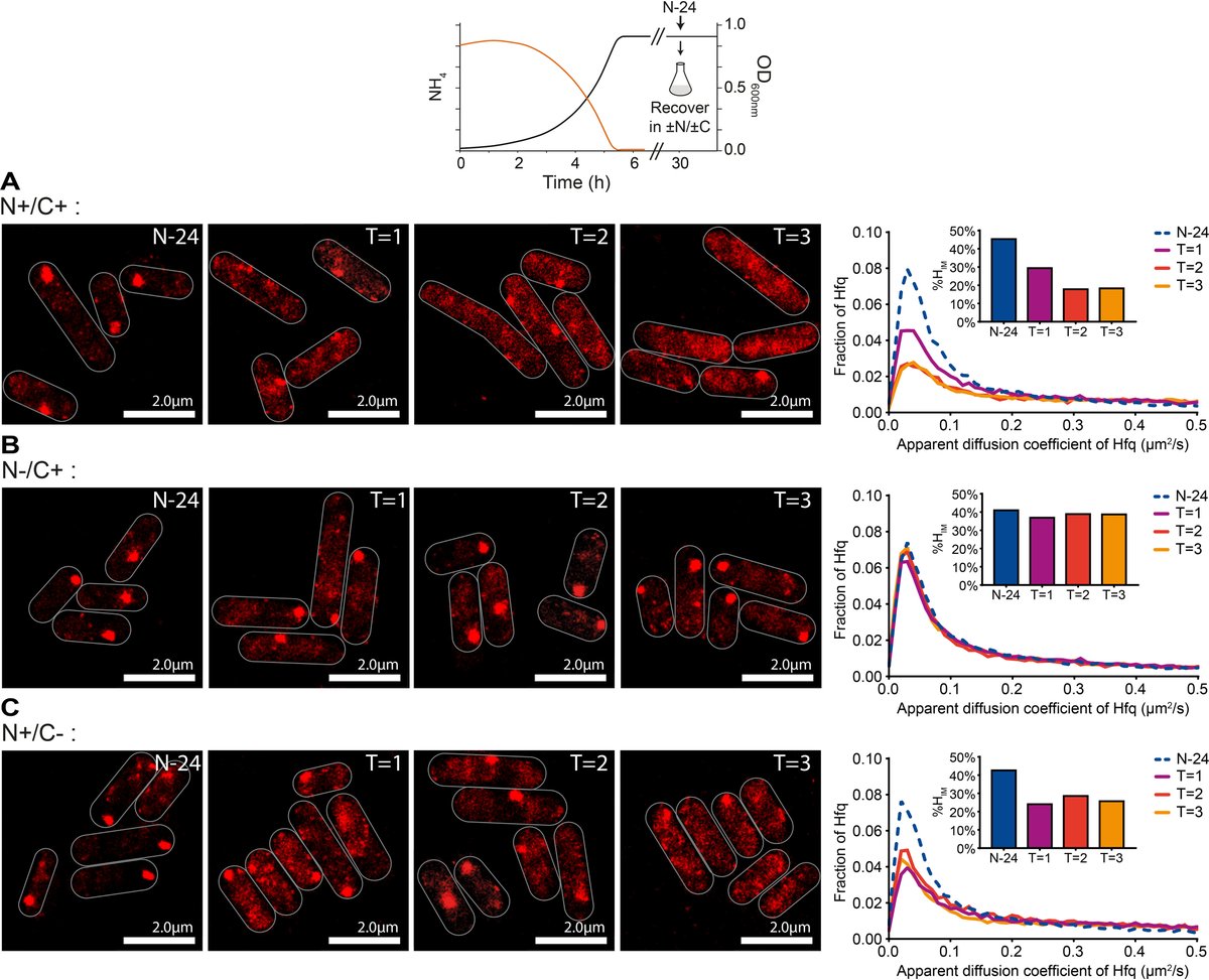 oniHQ's tweet image. We can now monitor bacterial adaptations to stress responses on a single-molecule level 🤩Using #SuperResolutionMicroscopy and #SingleMoleculeTracking, Hfq assembly into functional and reversible foci-like structures was seen in nitrogen starved E.coli ➡️hubs.li/H0wlYSm0