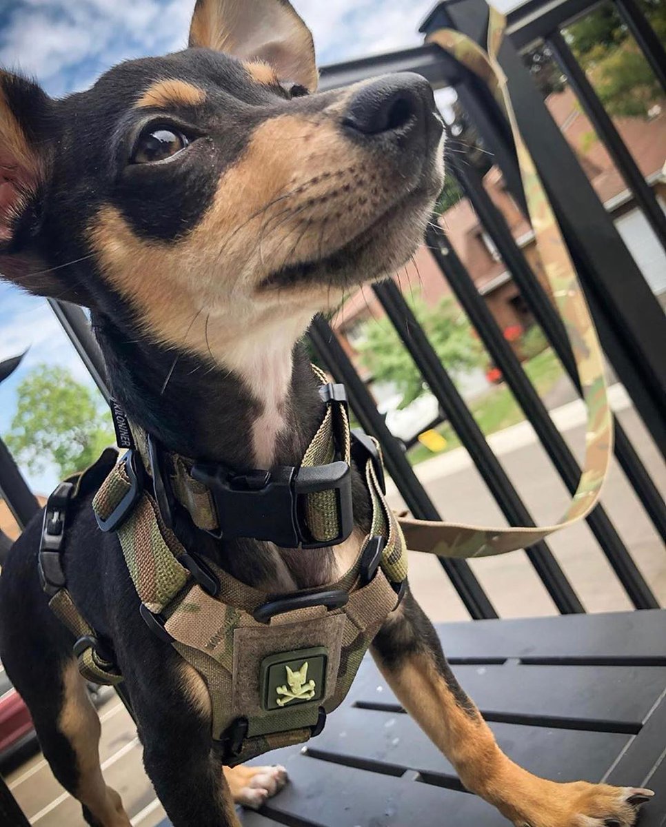 kiloninerpets's tweet photo. Pupper Alert! 🚨BUCKY members living in Canada
Cute Puppy who hasn't done a patrol yet🐕
But The gear is perfect👮‍♂️🐕👏
https://t.co/LuOcI4x8ik https://t.co/1brW4oZQpF