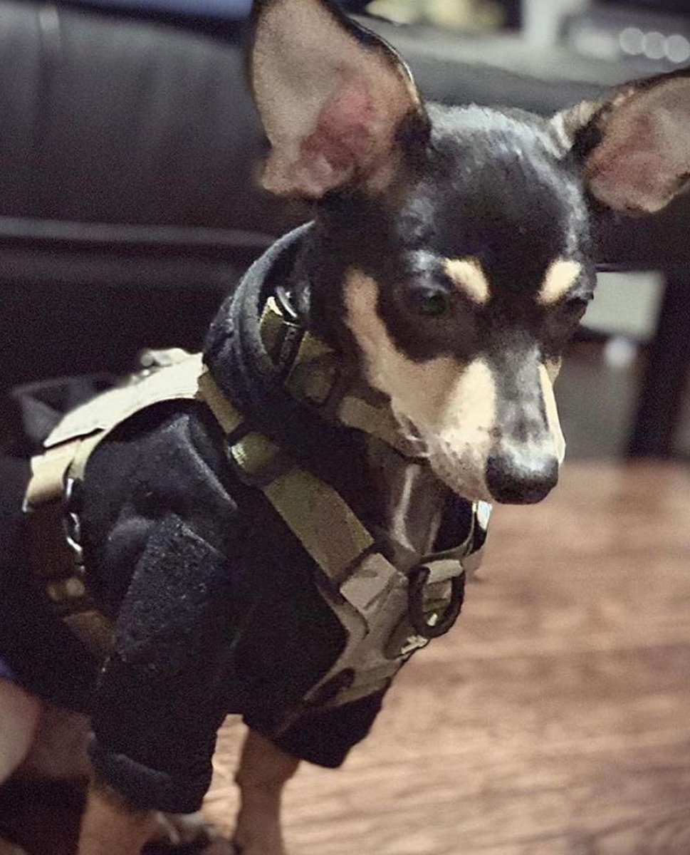 kiloninerpets's tweet photo. Pupper Alert! 🚨BUCKY members living in Canada
Cute Puppy who hasn't done a patrol yet🐕
But The gear is perfect👮‍♂️🐕👏
https://t.co/LuOcI4x8ik https://t.co/1brW4oZQpF