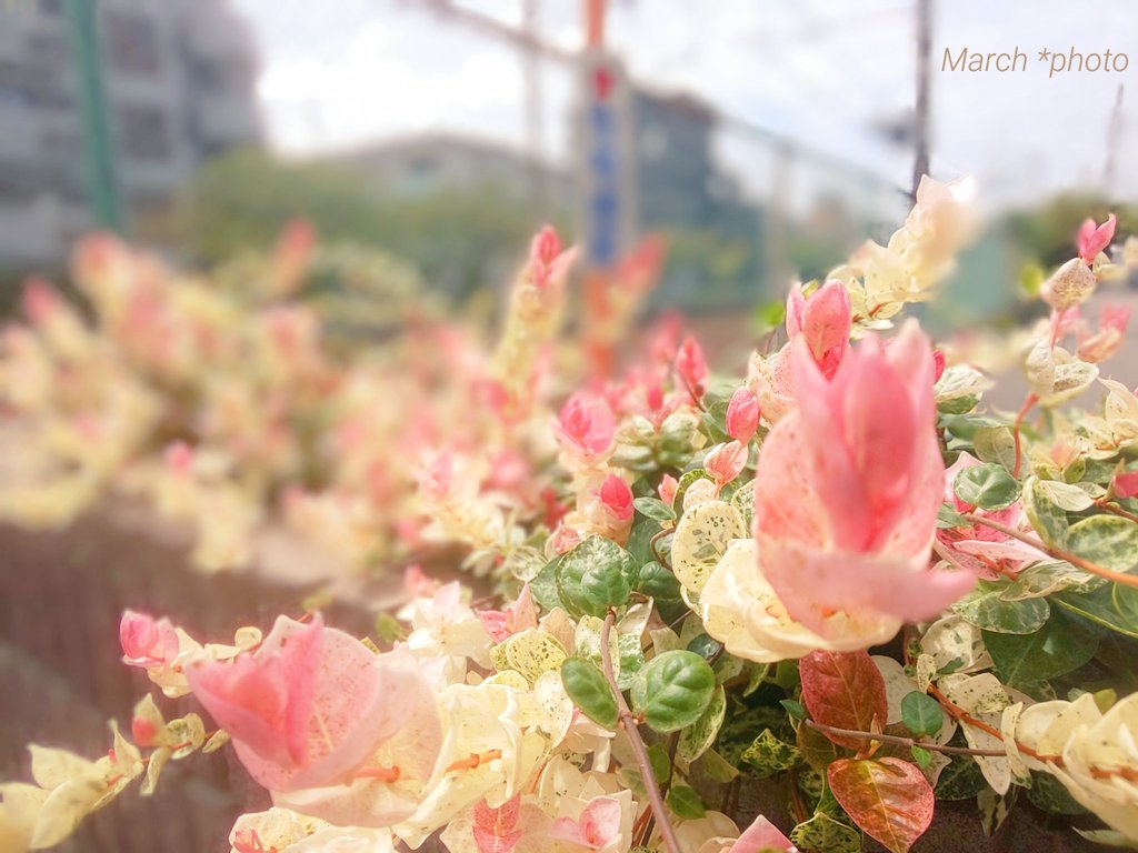 CatsMarch's tweet photo. この色が花でなく葉だとは、本当に自然は不思議で、美しい

海や山の風景が素晴らしいのは勿論、身近でもこんな美が見られる

新芽は濃いピンク、次第に薄く
更に緑地に白の斑点から緑一色に
入り交じってとても綺麗

#お疲れさま ☕
#ハツユキカズラ #初雪葛 #AsianJasmine
#街中の花
#NatureColor 📱 https://t.co/1Gk6VXm0ZP