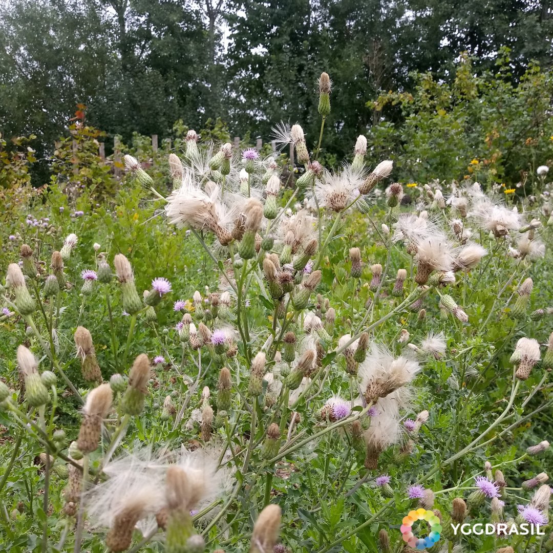 NatuurlijkMoes's tweet photo. Eens de meeste distels in de zelfpluktuin uitgebloeid zijn, worden ze uitgetrokken en verhuizen ze naar de composthoop. Altijd plezant zo'n voor en na beeld 🎆🎉🎊😁.
#distels #zelfpluktuin #yggdrasil #moestuinieren #permacultuur #natuurlijktuinieren #tuinieren #natuur #moestuin https://t.co/Nm1hh4NyVA