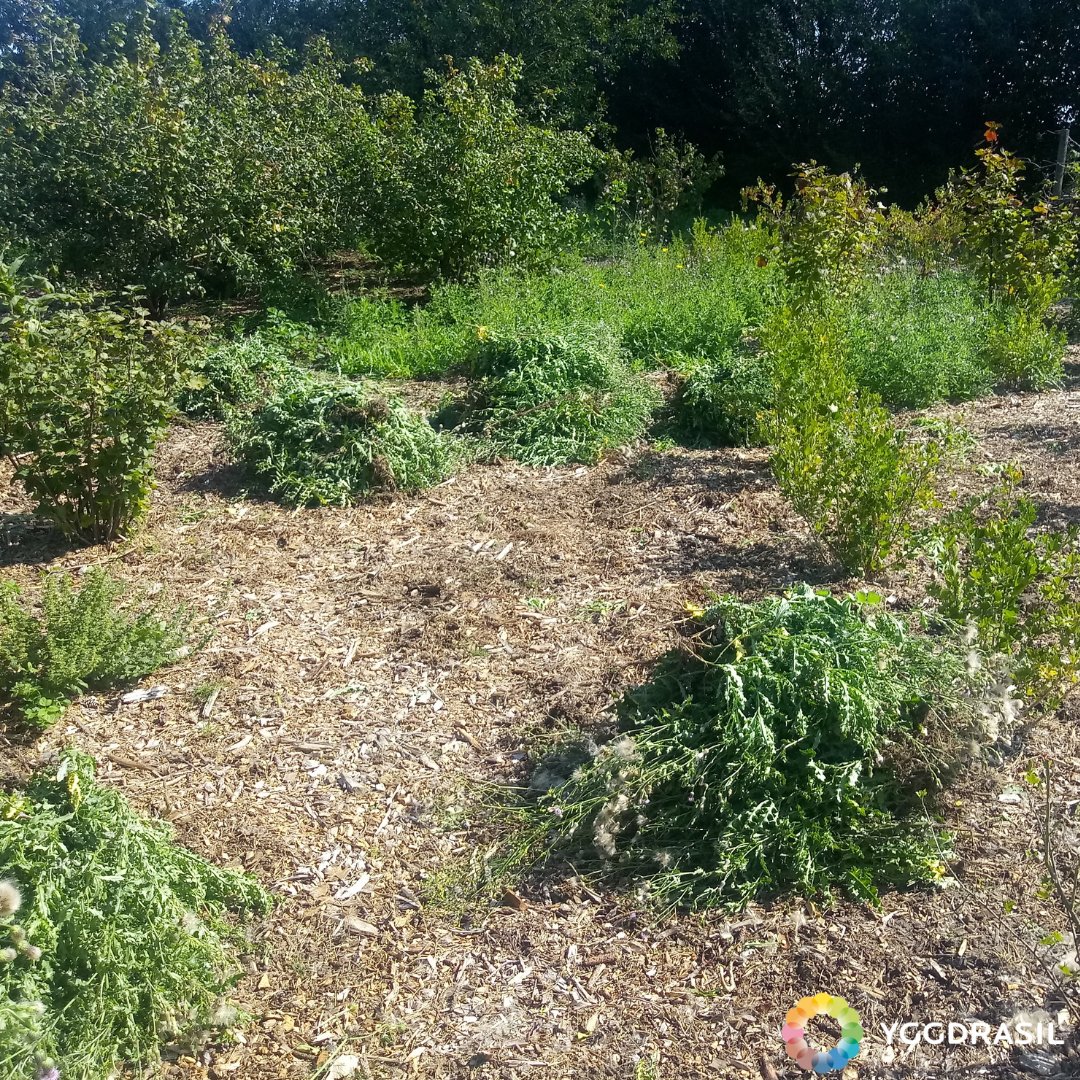 NatuurlijkMoes's tweet photo. Eens de meeste distels in de zelfpluktuin uitgebloeid zijn, worden ze uitgetrokken en verhuizen ze naar de composthoop. Altijd plezant zo'n voor en na beeld 🎆🎉🎊😁.
#distels #zelfpluktuin #yggdrasil #moestuinieren #permacultuur #natuurlijktuinieren #tuinieren #natuur #moestuin https://t.co/Nm1hh4NyVA