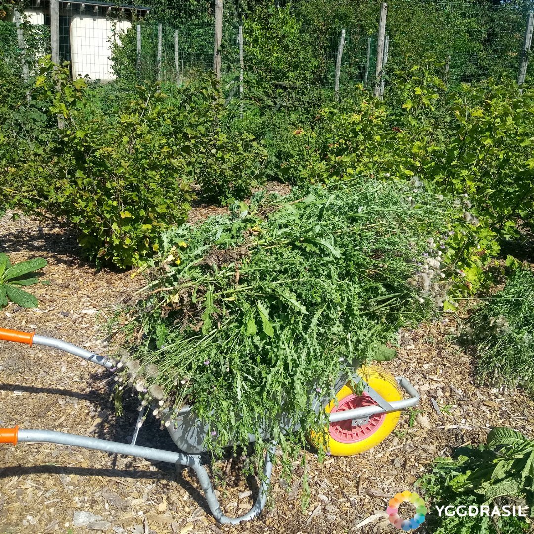 NatuurlijkMoes's tweet photo. Eens de meeste distels in de zelfpluktuin uitgebloeid zijn, worden ze uitgetrokken en verhuizen ze naar de composthoop. Altijd plezant zo'n voor en na beeld 🎆🎉🎊😁.
#distels #zelfpluktuin #yggdrasil #moestuinieren #permacultuur #natuurlijktuinieren #tuinieren #natuur #moestuin https://t.co/Nm1hh4NyVA