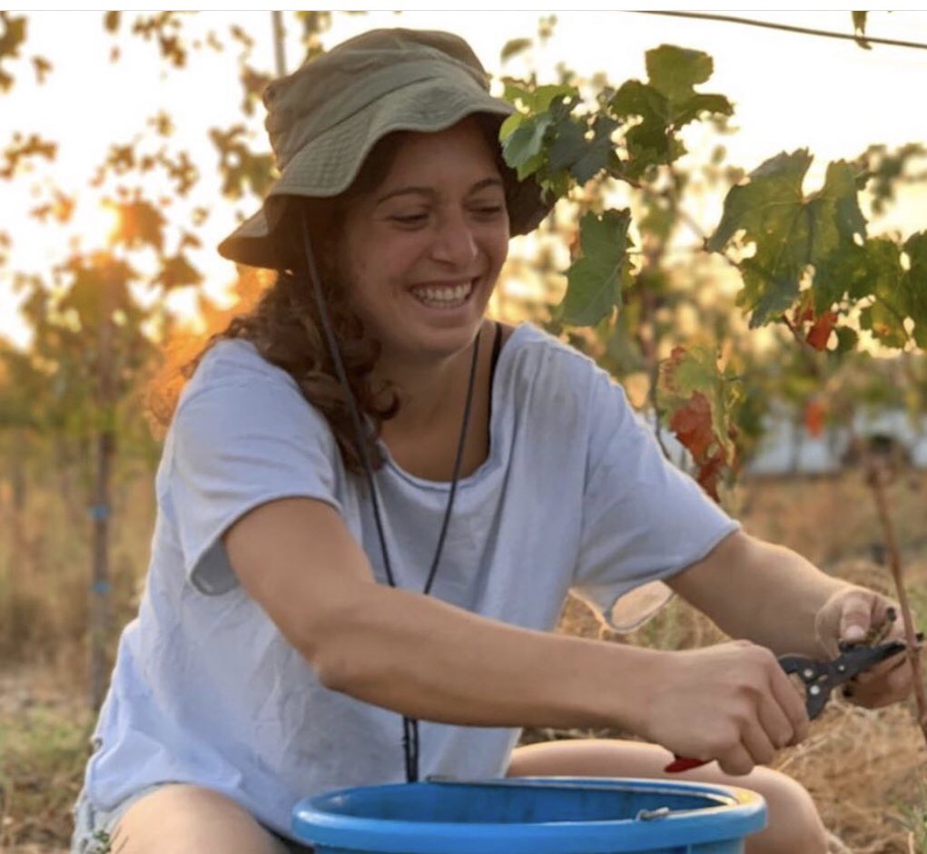 DanAlluf's tweet photo. #IsraeliVintage2020 🍷🍇🇮🇱 quality seems promising, a unique 2019/2020 season. Started with cool temperatures and ending with a chain of heat waves. Looking forward to taste the outcome🍷. Beautiful pictures from #Pelter #winery, #GolanHeights https://t.co/lxTqHWcqUY