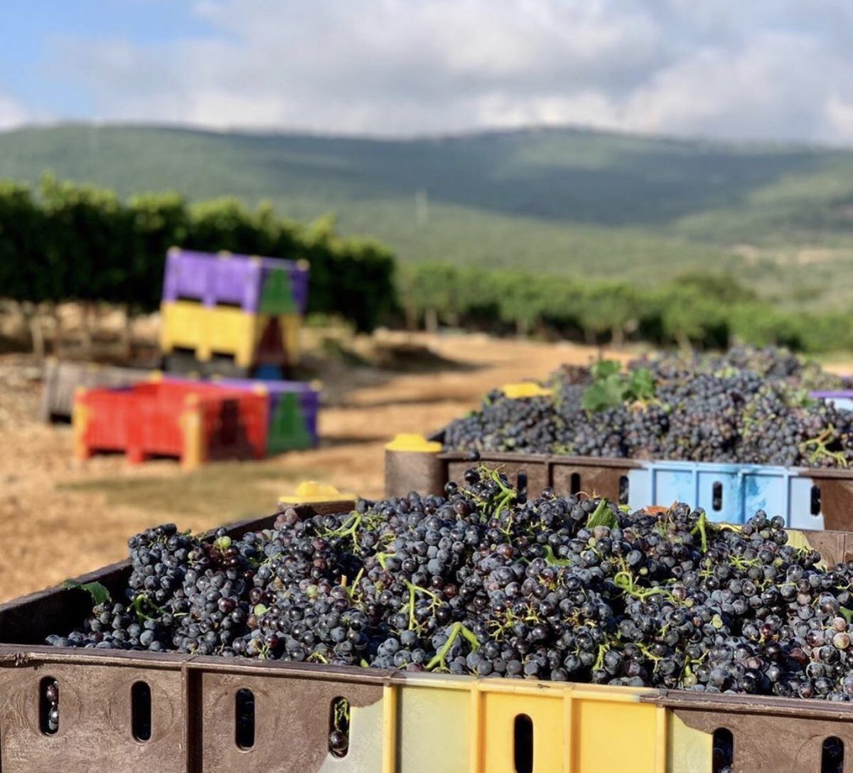 DanAlluf's tweet photo. #IsraeliVintage2020 🍷🍇🇮🇱 quality seems promising, a unique 2019/2020 season. Started with cool temperatures and ending with a chain of heat waves. Looking forward to taste the outcome🍷. Beautiful pictures from #Pelter #winery, #GolanHeights https://t.co/lxTqHWcqUY