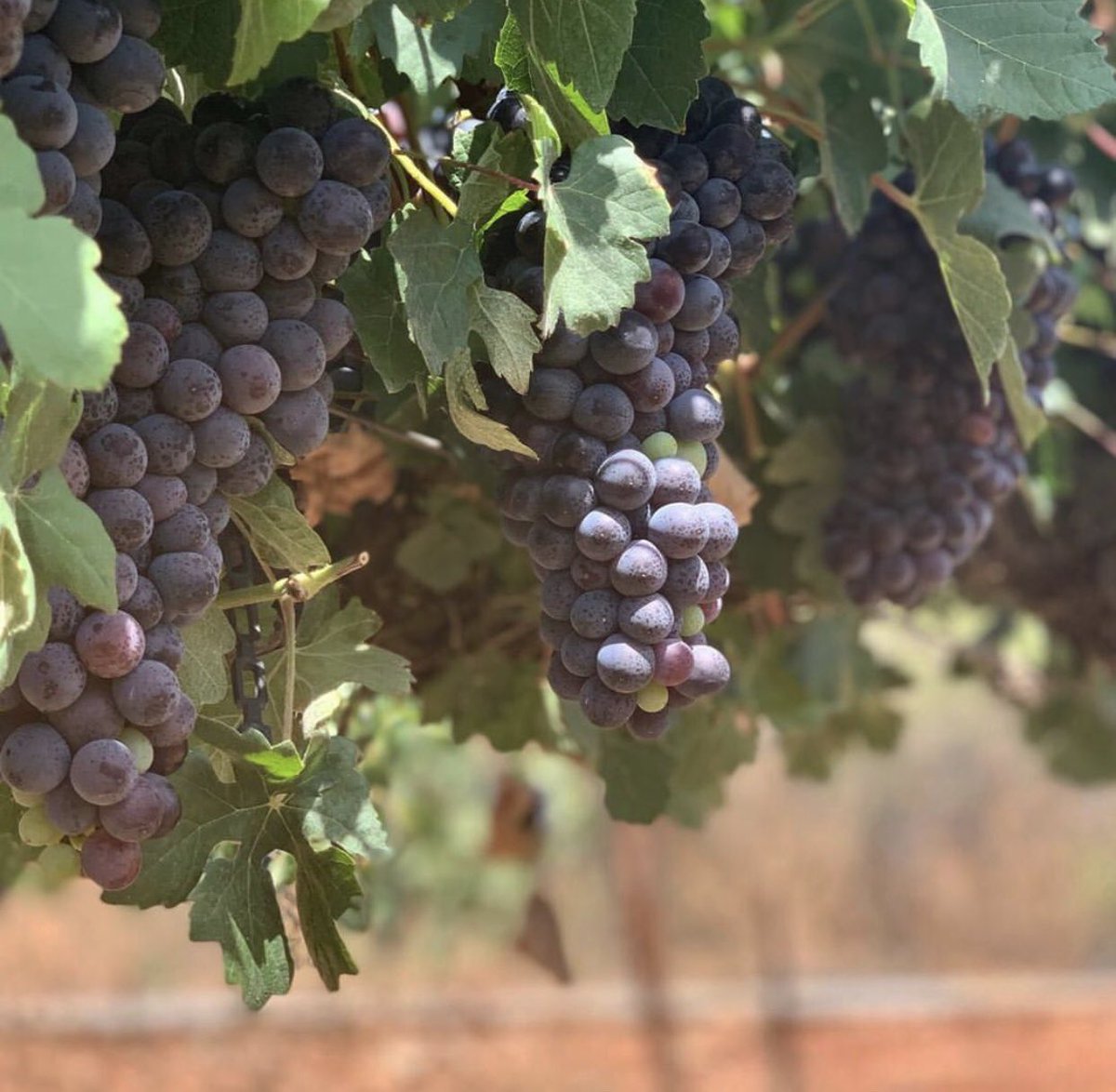 DanAlluf's tweet photo. #IsraeliVintage2020 🍷🍇🇮🇱 quality seems promising, a unique 2019/2020 season. Started with cool temperatures and ending with a chain of heat waves. Looking forward to taste the outcome🍷. Beautiful pictures from #Pelter #winery, #GolanHeights https://t.co/lxTqHWcqUY