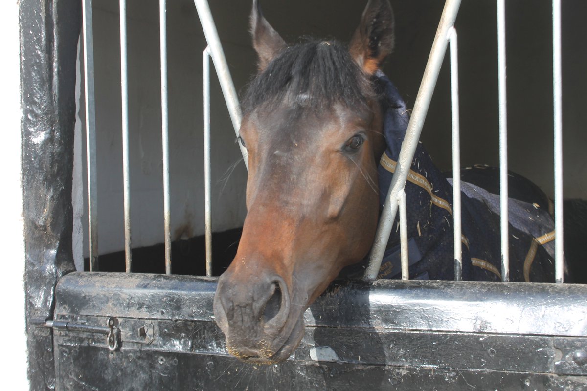 Two runners today, both at @Beverley_Races. Good luck to the connections of Aquamas and El Naseri.