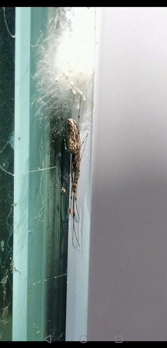 Crox44907158's tweet photo. @Arachno_Cosas Hola, quisiera saber por favor si es de IM esta araña. Gracias, es en Jocotepec, Jalisco https://t.co/q9A9UajtSk