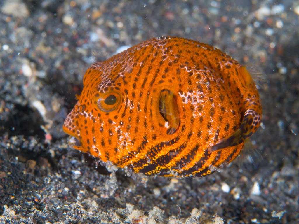  @DuchessOfPasoR Orange Starry Pufferfish like a little heirloom pumpkin 