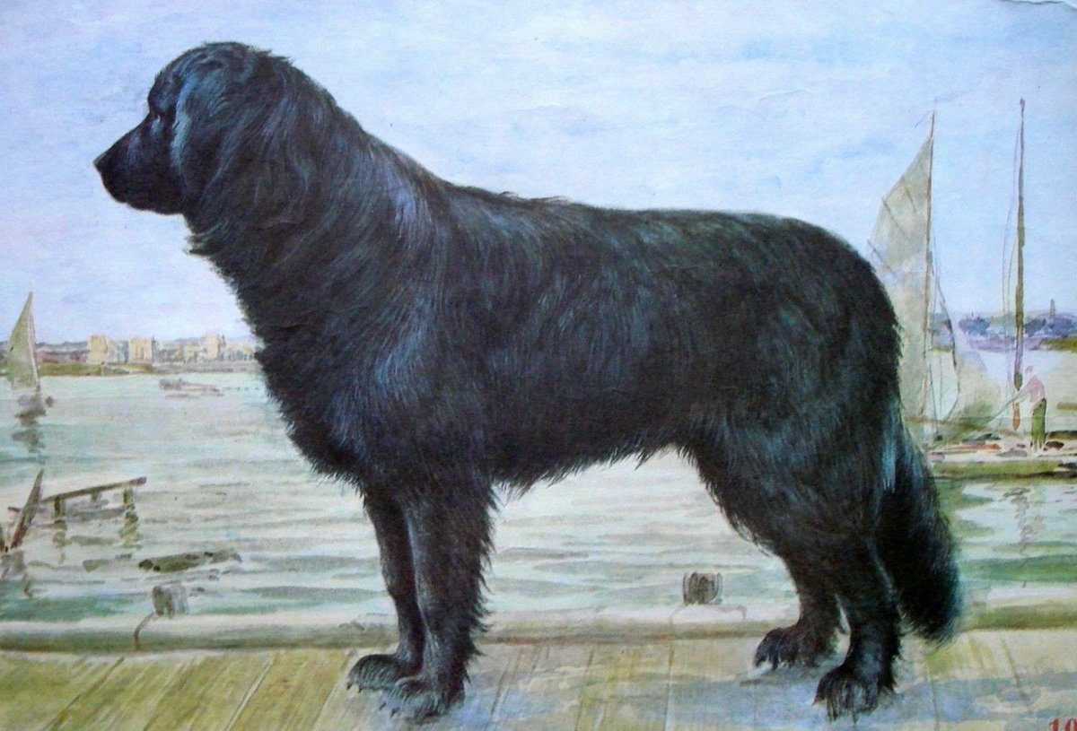 This just in: a follower has sent me a 1970s portrait of a Moscow Water Dog looking for sailors to bite!
