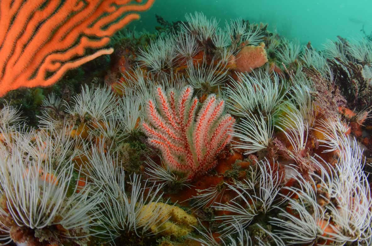 SA Biodiversity tweet media