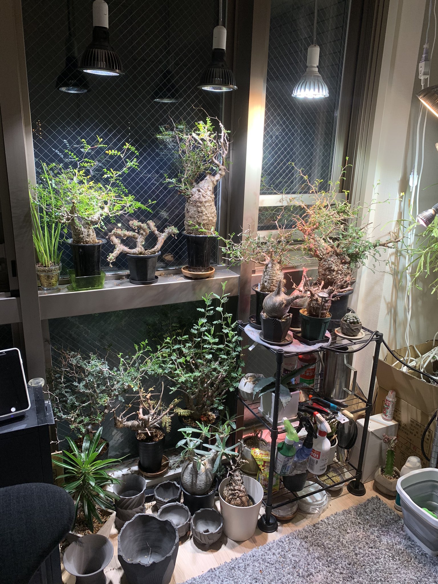 コミフォラモンストローサ 塊根植物 パキプス グラキリス 超美品