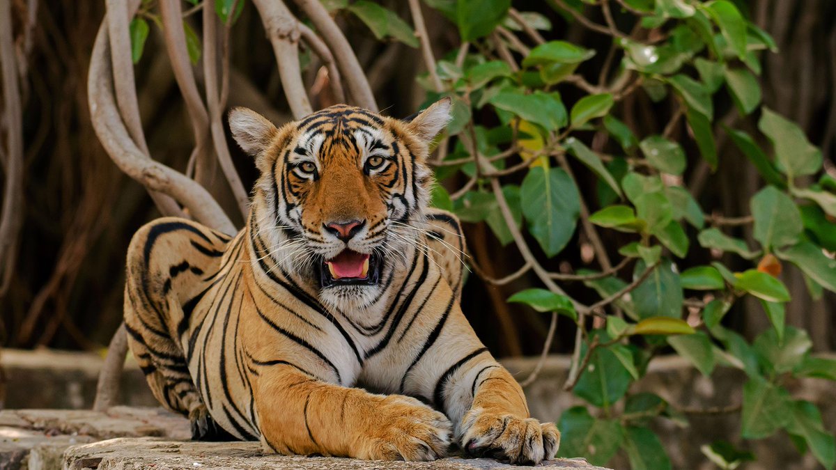 Wallpaper 13: a tigress from Ranthambhore You can find more wild scenes from Ranthambhore at my image gallery:  http://www.gowri.me/ranthambhore   #WallpaperWednesday