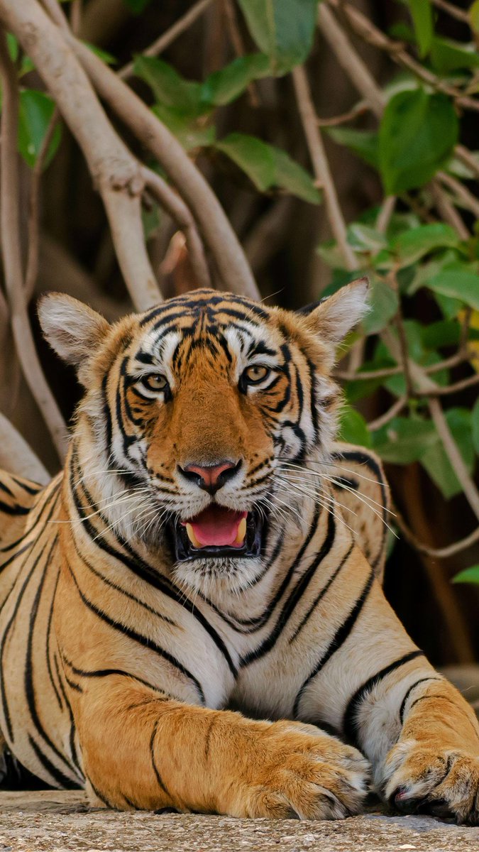 Wallpaper 13: a tigress from Ranthambhore You can find more wild scenes from Ranthambhore at my image gallery:  http://www.gowri.me/ranthambhore   #WallpaperWednesday