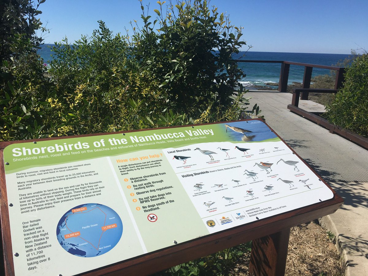 On this International #PloverAppreciationDay it’s great to see new interpretive signage at North Valla Beach! Top spot for Pied and Sooty Oystercatchers too. Fewer than 70 Hooded Plovers remaining on the east coast. @BirdlifeOz #NSWParks #SavingourSpecies #PAD2020