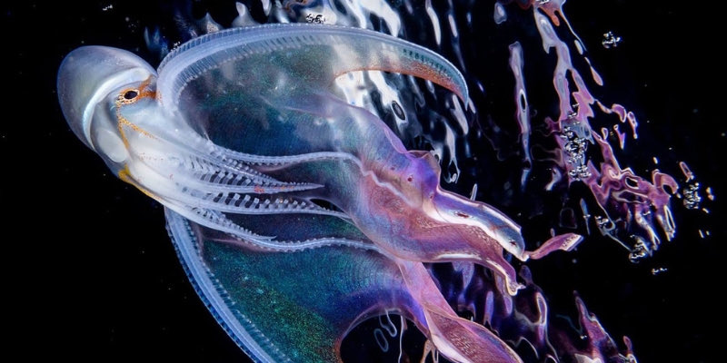  @FanSchindler Blanket Octopus aka Rainbow Octopus