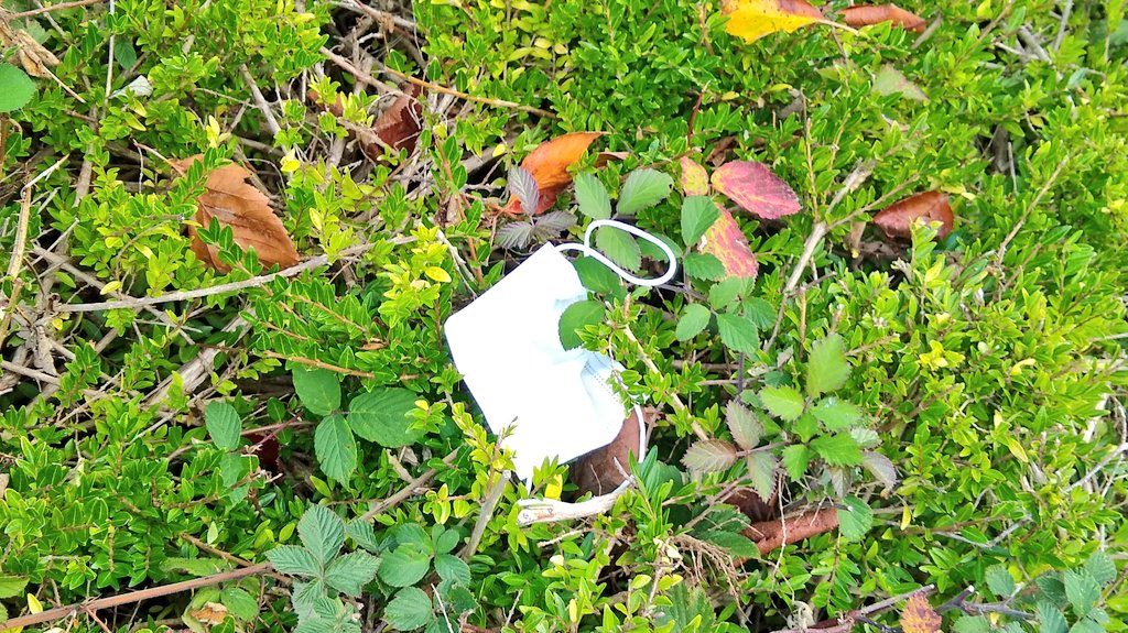 My daughter & I do #litterpicking as abassadors for @NewForestNPA  on the way to preschool. As students & staff @brockcollege return we are seeing too many disposable masks hanging from bushes in our village! #DontBeATosser #rubbish #reusablefacemasks #SingleUsePlastic