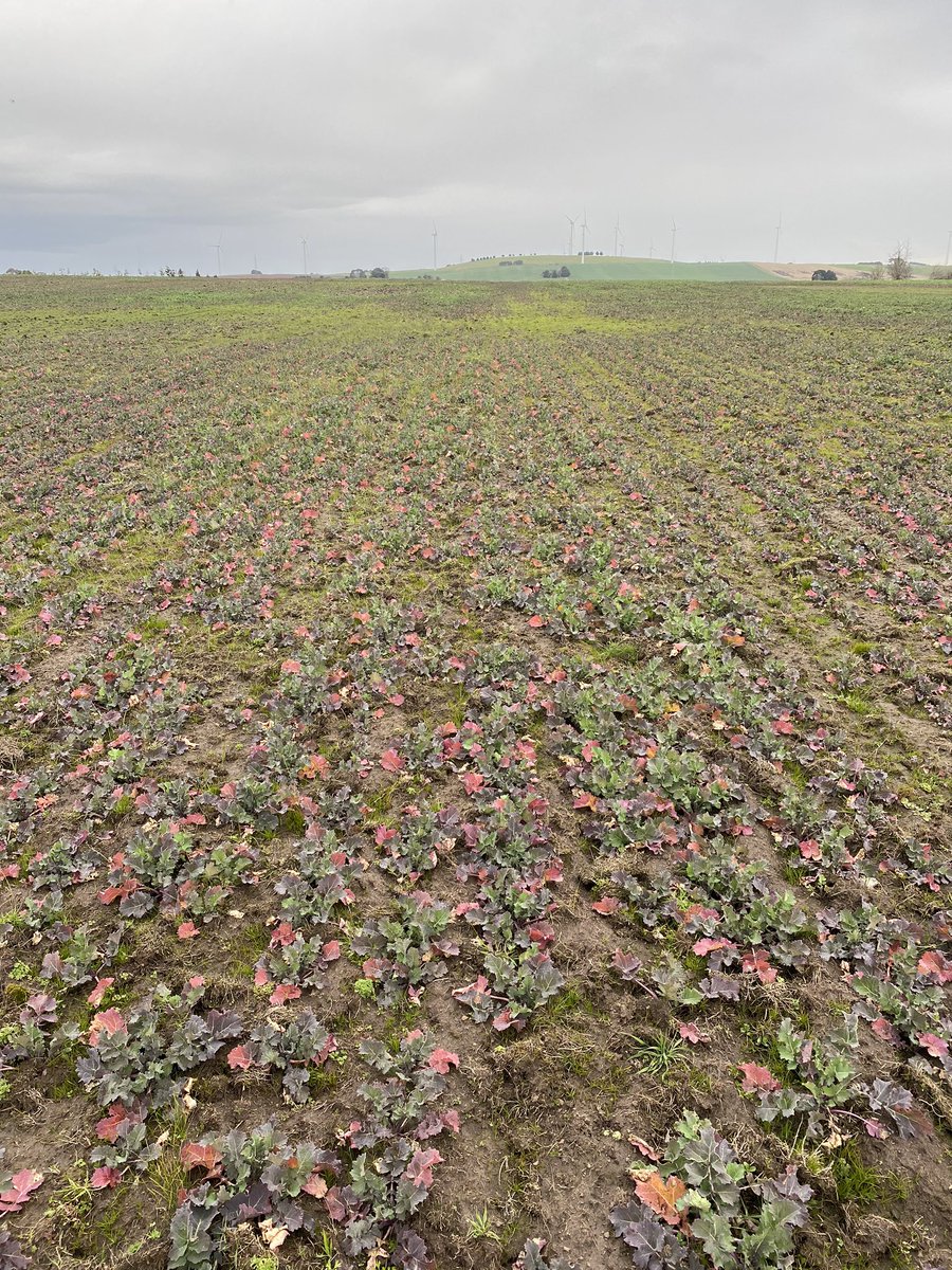 Charles Edmonston tweet media