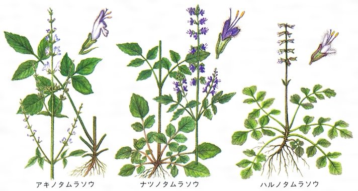 まこんち 17時 23時です 本日9 16 木 の誕生花は アキノタムラソウ 秋田村草 花言葉は 自然のままのあなたが好き 訪花しているのは ジャノメチョウ ちと怖い お誕生日の方おめでとうございます まこんち開店イタシマスシタ