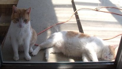 Timmy était vraiment le portrait craché de son oncle Simba, qui était un vrai papa poule avec lui.(non ce n'était pas lui le père, il était déjà stérilisé bien avant que Chipie ait ses chaleurs)Une fois adulte on pouvait même les confondre.