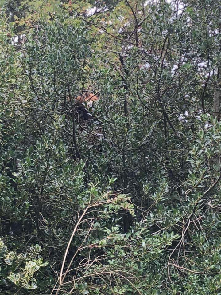 Flying fox alert. A young fox photographed by @GillyHerbert stuck in a tree in Corstorphine,  Edinburgh. It did make it down... apparently its not an escapee from @EdinburghZoo