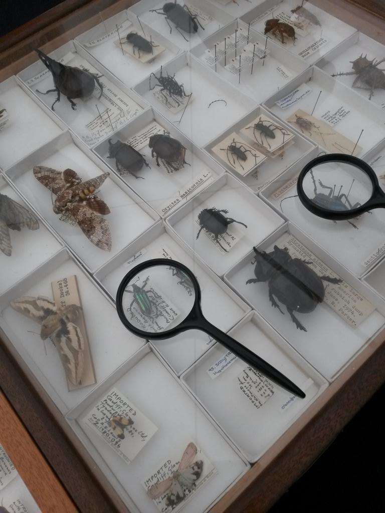 CardiffCurator's tweet photo. Did you know that we have 1,000,000 insects in the Entomology Collections @Museum_Cardiff? These are used in research, exhibitions, workshops and training the next generation of entomologists! #AskACurator 
🪲🐛🐞🐝🐞🪰 https://t.co/IrsShxBpIJ