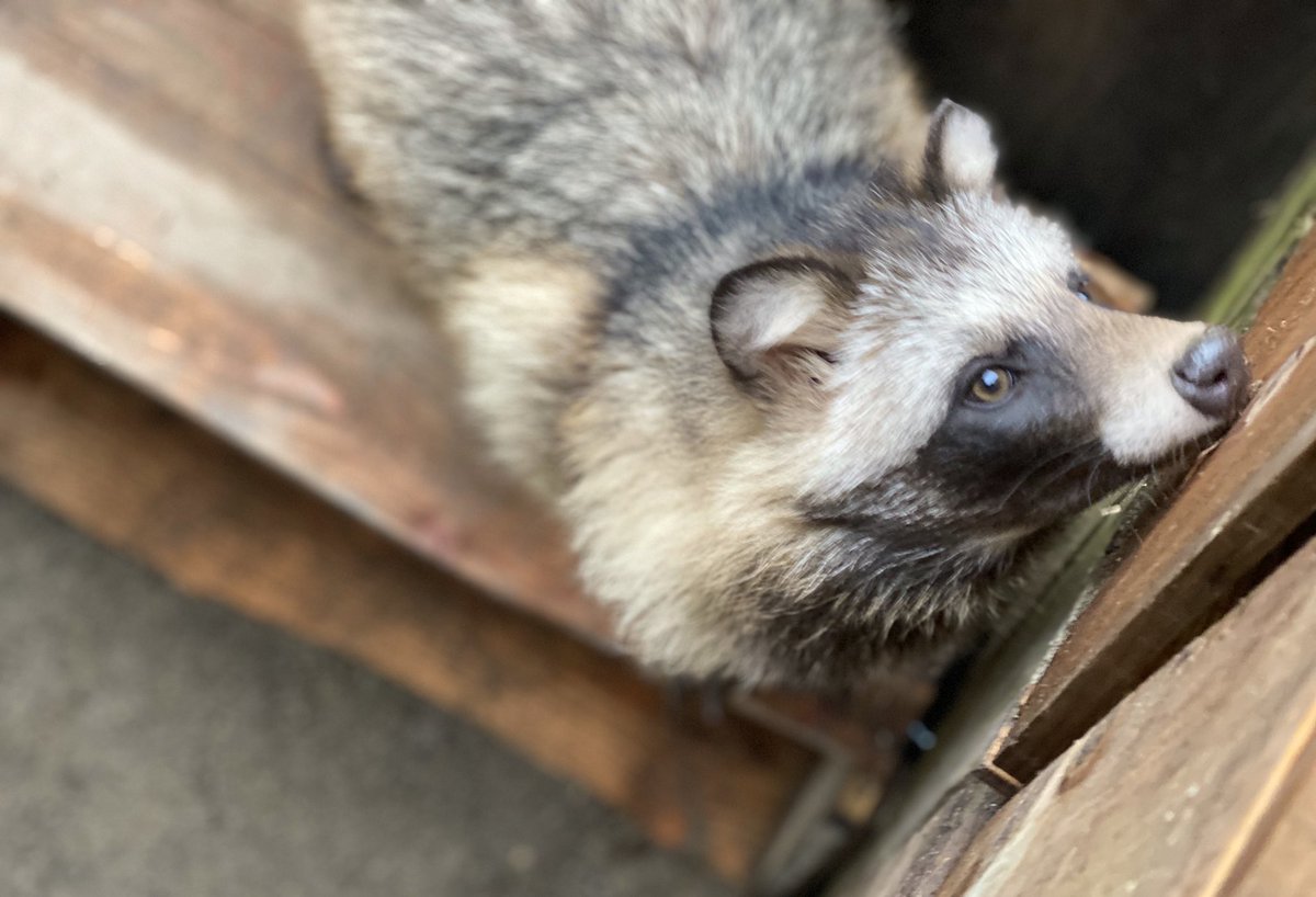 おびひろ動物園 公式 覗くたぬきに 嗅ぐたぬき 壁紙たぬきもお届けします おびひろ動物園 エゾタヌキ Obihirozoo Raccoondog 今日のこたぬき モユク カムイ