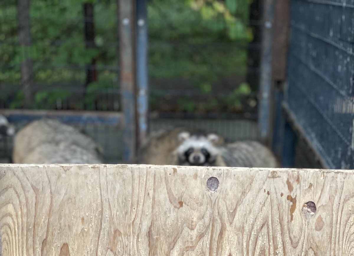 おびひろ動物園 公式 覗くたぬきに 嗅ぐたぬき 壁紙たぬきもお届けします おびひろ動物園 エゾタヌキ Obihirozoo Raccoondog 今日のこたぬき モユク カムイ