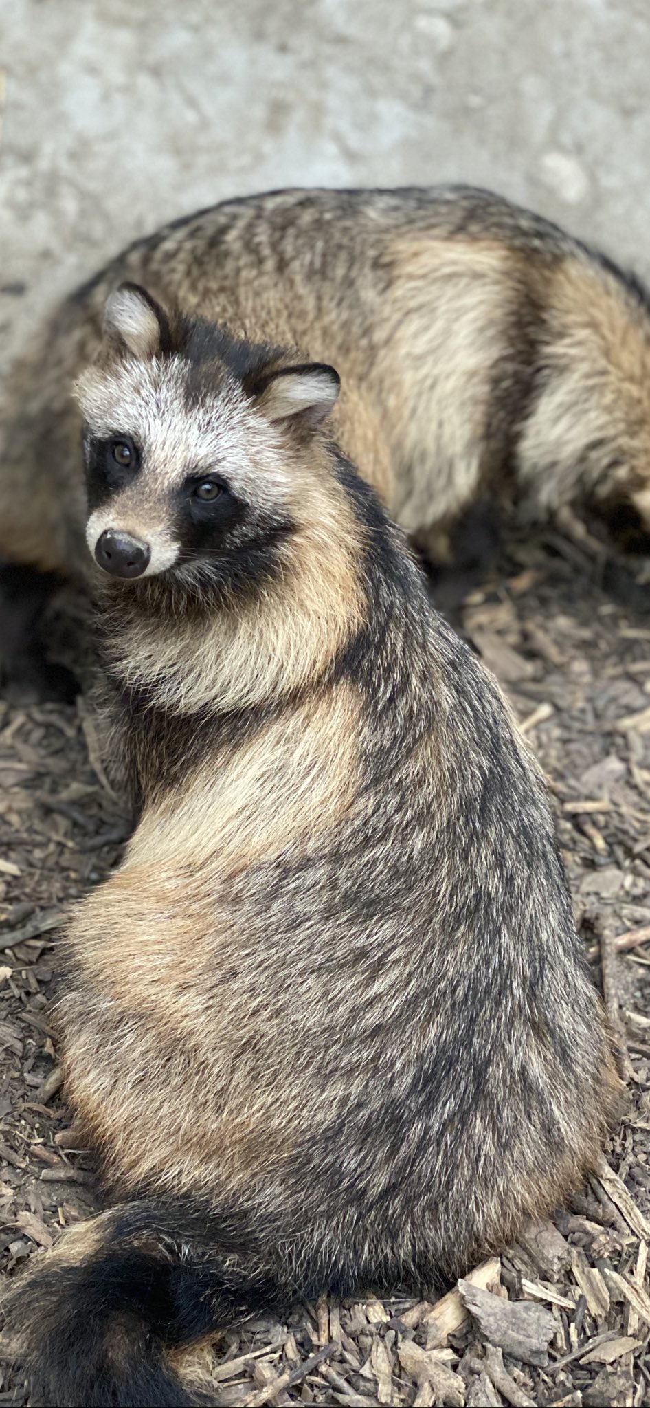 おびひろ動物園 公式 覗くたぬきに 嗅ぐたぬき 壁紙たぬきもお届けします おびひろ動物園 エゾタヌキ Obihirozoo Raccoondog 今日のこたぬき モユク カムイ