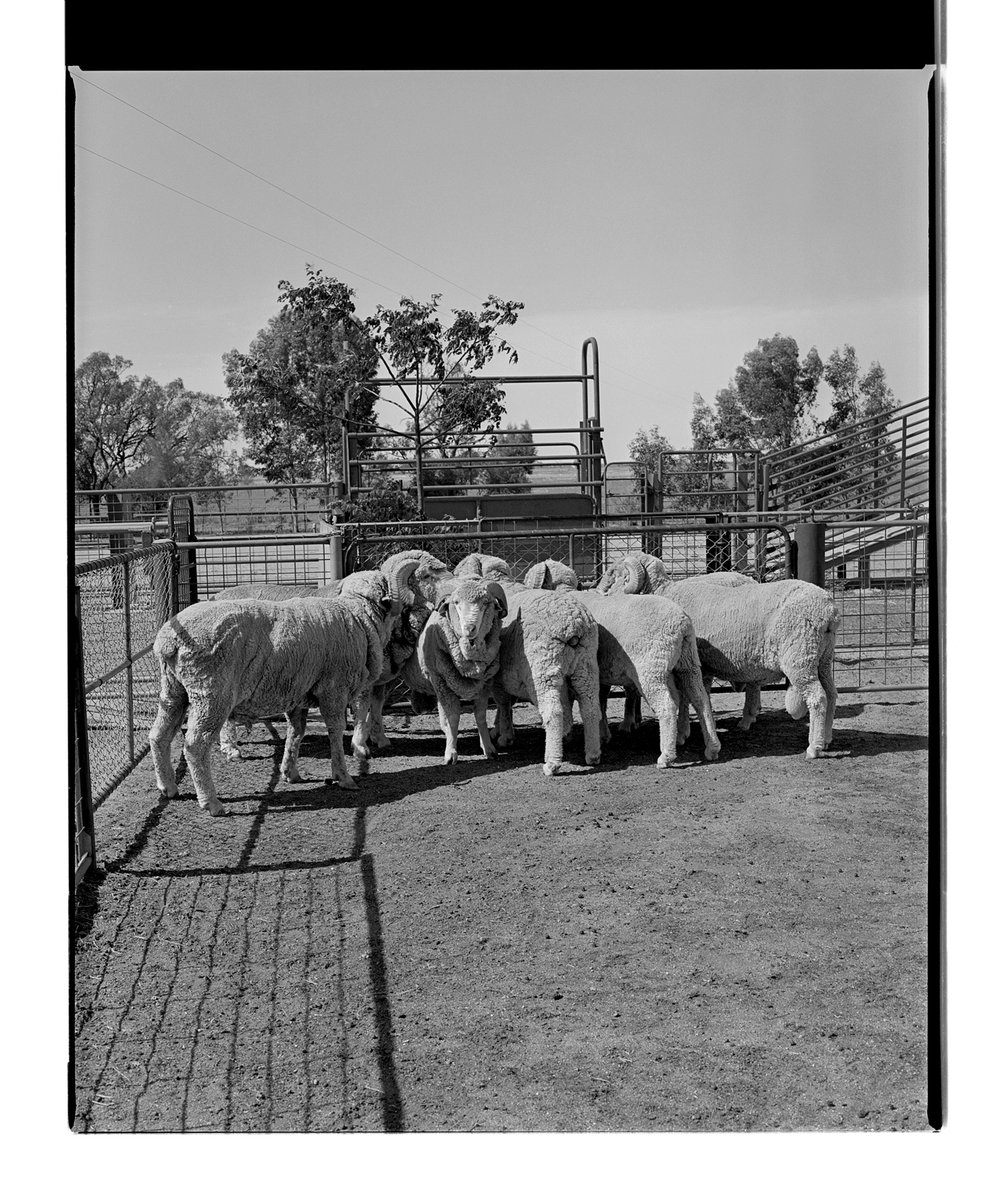 Marcus Bunyan black and white archive: 'Horses, sheep', 1994-95 wp.me/pn2J2-f3k #MarcusBunyan #contemporaryphotography #surrealism #documentaryphotography #animals #braids #buttonbraids #bridle #saddle #Australianculture #farming #NewSouthWales #Melbourne