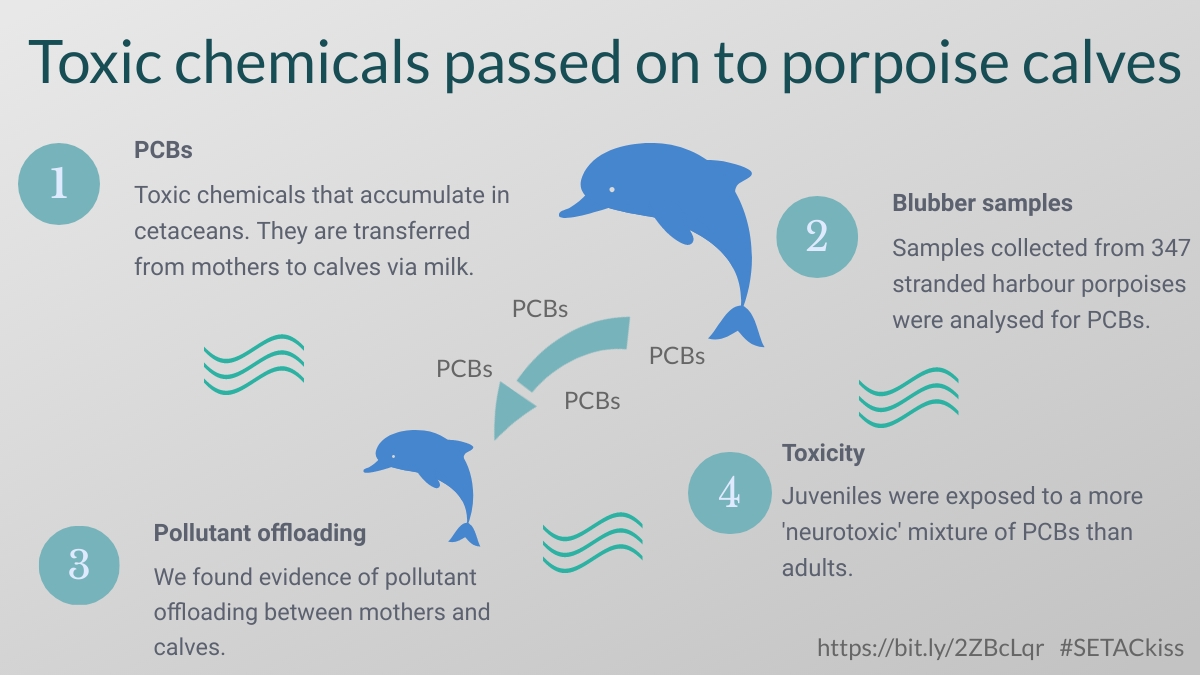 Graphic design is hard...! Here's my attempt at an infographic for my 1st Twitter conference. It's great to be a part of #SETACKissUK today. See below to find out more about my research on contaminants in cetaceans 🐬☠️🧪 <a href="/SETAC_BRANCH_UK/">SETAC UK BRANCH</a> <a href="/studentsofSETAC/">Students of SETAC</a>  #KeepItSimpleScientists