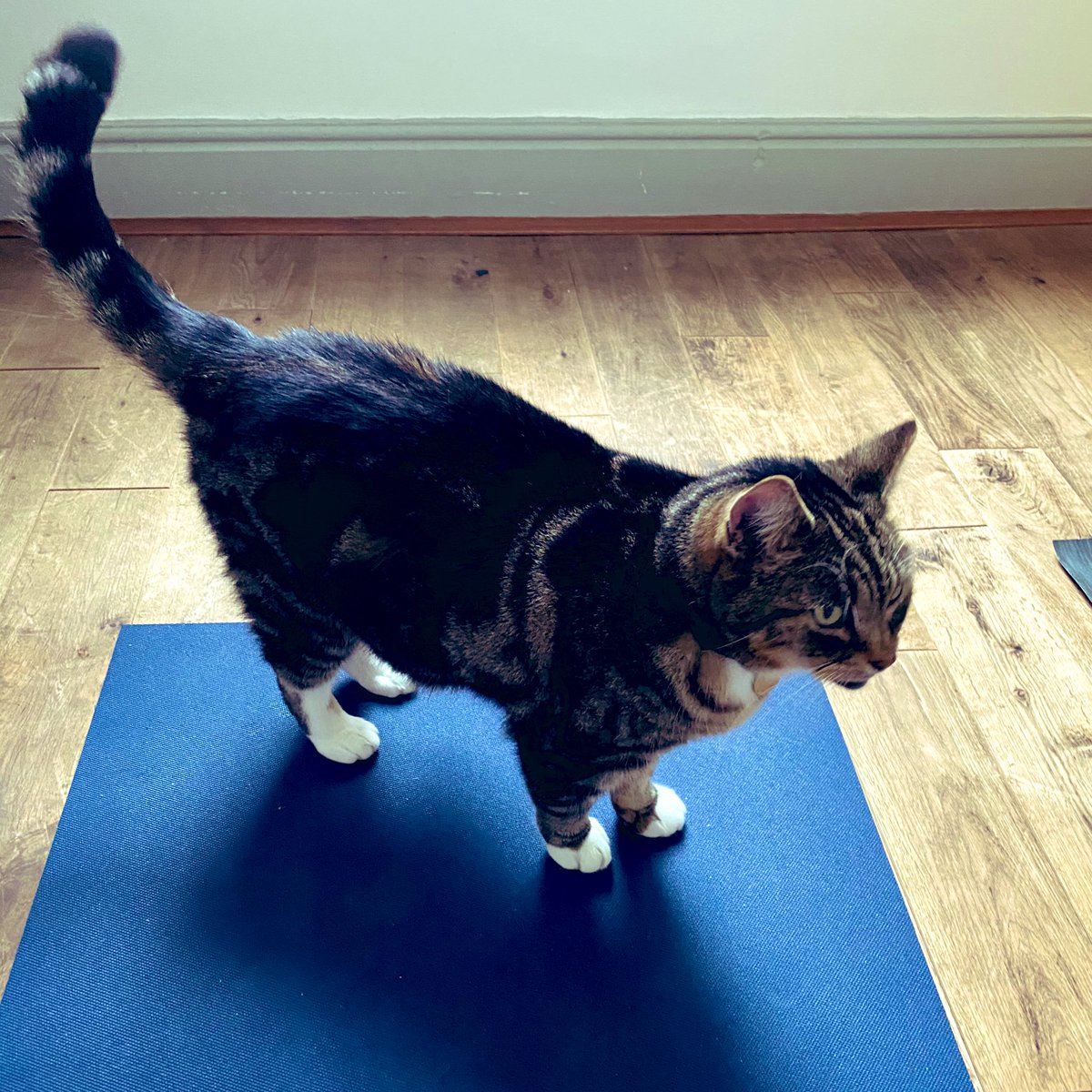 alicepyne's tweet photo. My first yoga class with someone from outside my household since lockdown #notmycat #yogawithpets https://t.co/L3WsJkKO6z