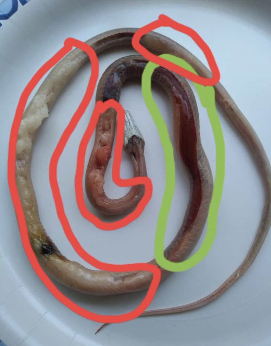 And the liver; the most affected by built up fat. Here we see a cornsnake powerfes. These are snakes with fast metabolism, ball pythons are steps behind. This is extreme build up of fat from feeding large or combined meals. It unfortunately died from fatty liver disease.
