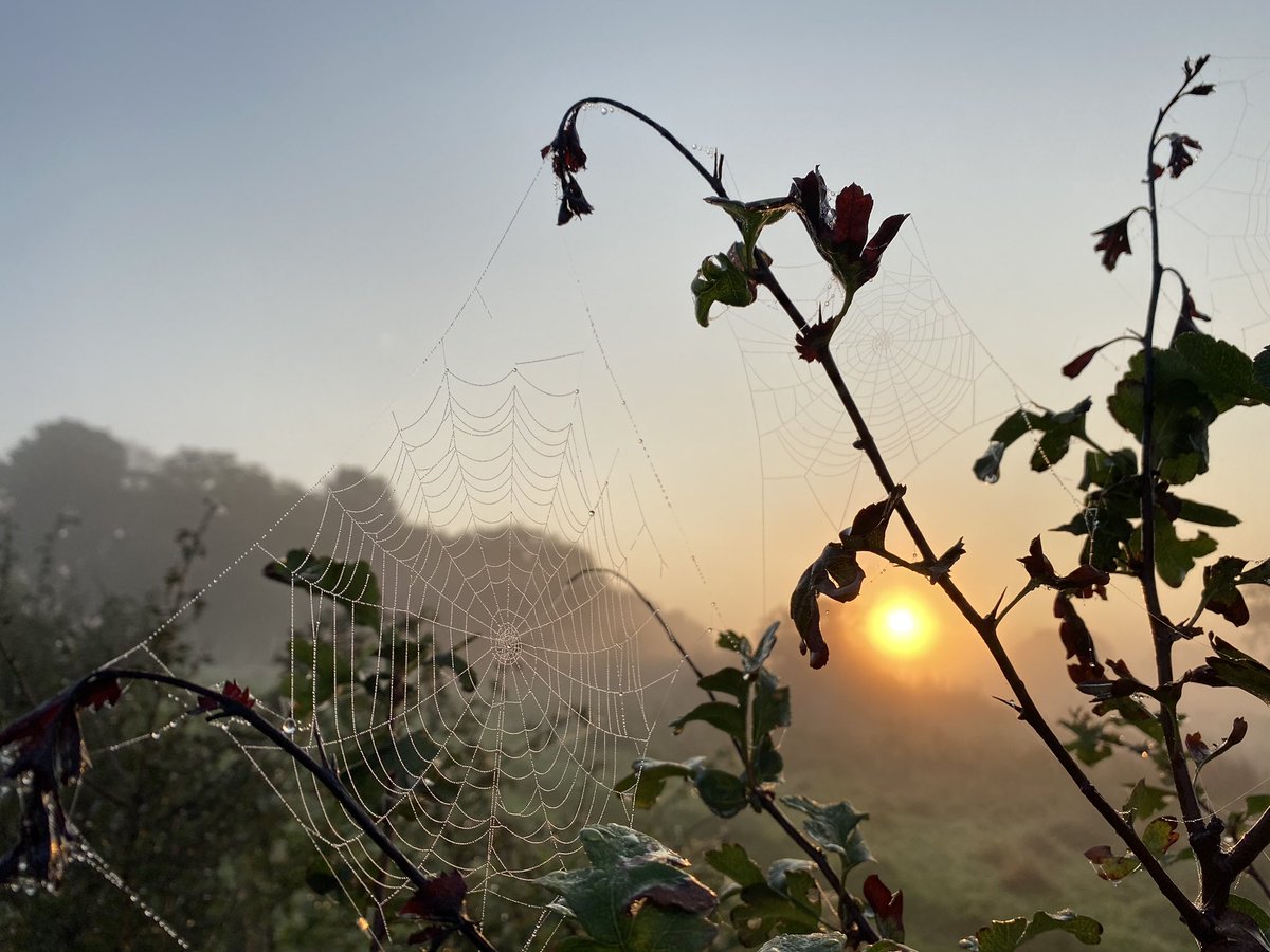 Nickie Sault tweet media