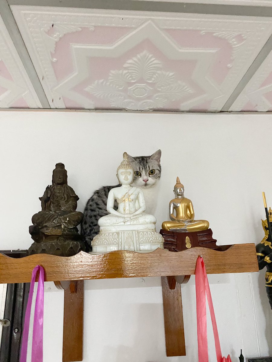 เจ้าเชื่อเรื่องเทพแมวบ่