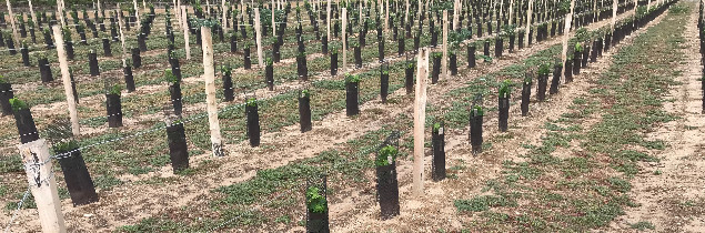 lv_vitisphere's tweet photo. Les AOP européennes militent pour le maintien des autorisations de plantation après 2030. 📢
https://t.co/ayDpleZYyf https://t.co/YarveZkkXz