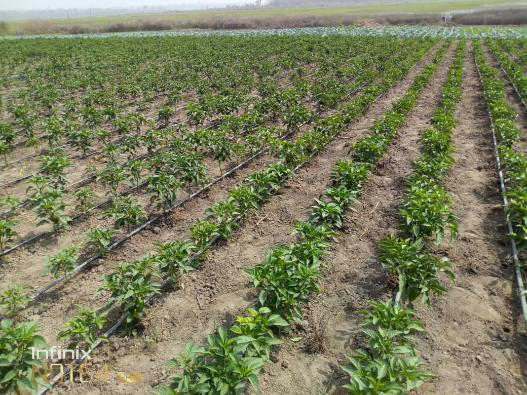 Agricultural Times tweet media