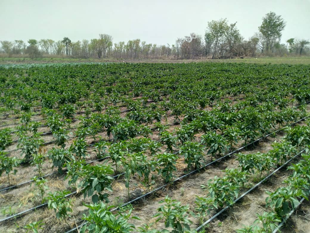 Agricultural Times tweet media