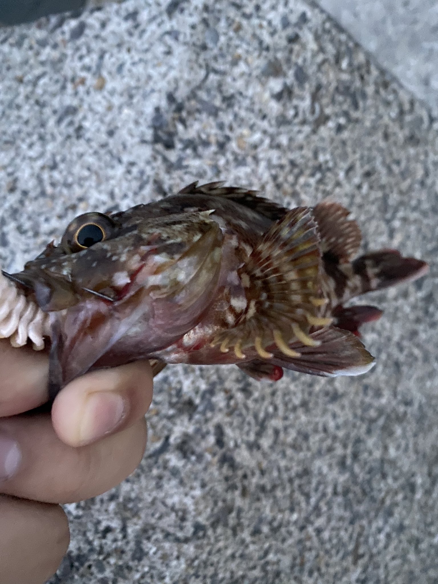 テツ 釣り 今朝釣れた2匹15センチ位のカサゴが遊んでくれました 最近タケノコメバル見てないんですけど絶滅したんですか 三河湾 カサゴ タケノコメバル T Co Vzgr99ywfp Twitter
