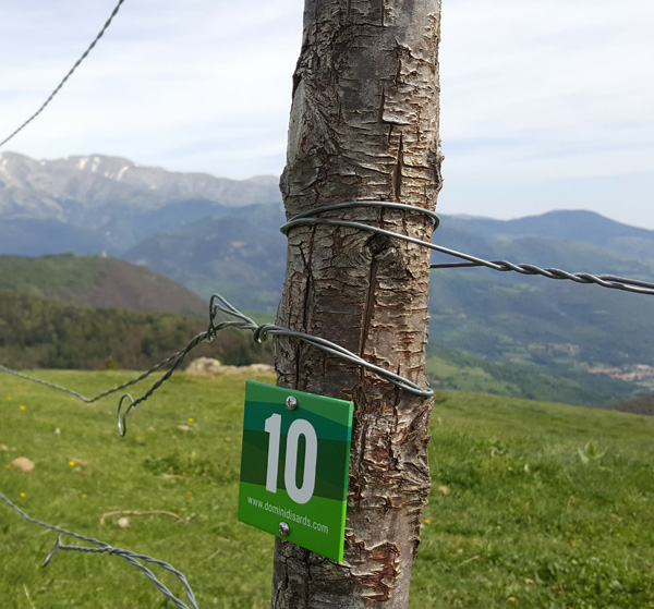 Entrenando en Domini D’Isards | Una red de rutas de trail running que nos permite conocer con profundidad las posibilidades que ofrece el valle de Camprodon. territoriotrail.es/entrenando-en-… @Domini_dIsards