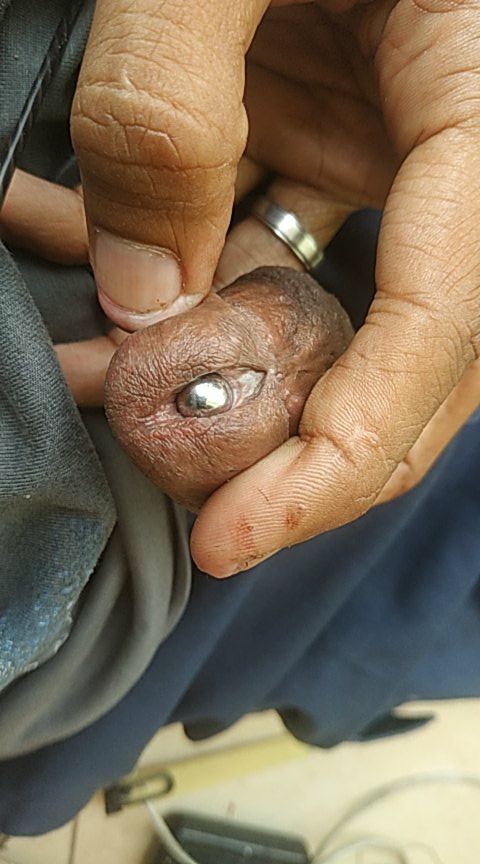 ShintactymTs's tweet photo. Ada yg tau cara pipis nya ngga ya kalau lubang urine nya di tutup pake barbel dan ngga bisa keluar barbel nya kalau tau bantu ya komen di bawah ..
#piercingdick #cderindo #pierching #giwang #shemalebogor #wariatoketgede #wariajakartapusat #cderdepok #shemalebdsm https://t.co/Rs5rPkN8Cr