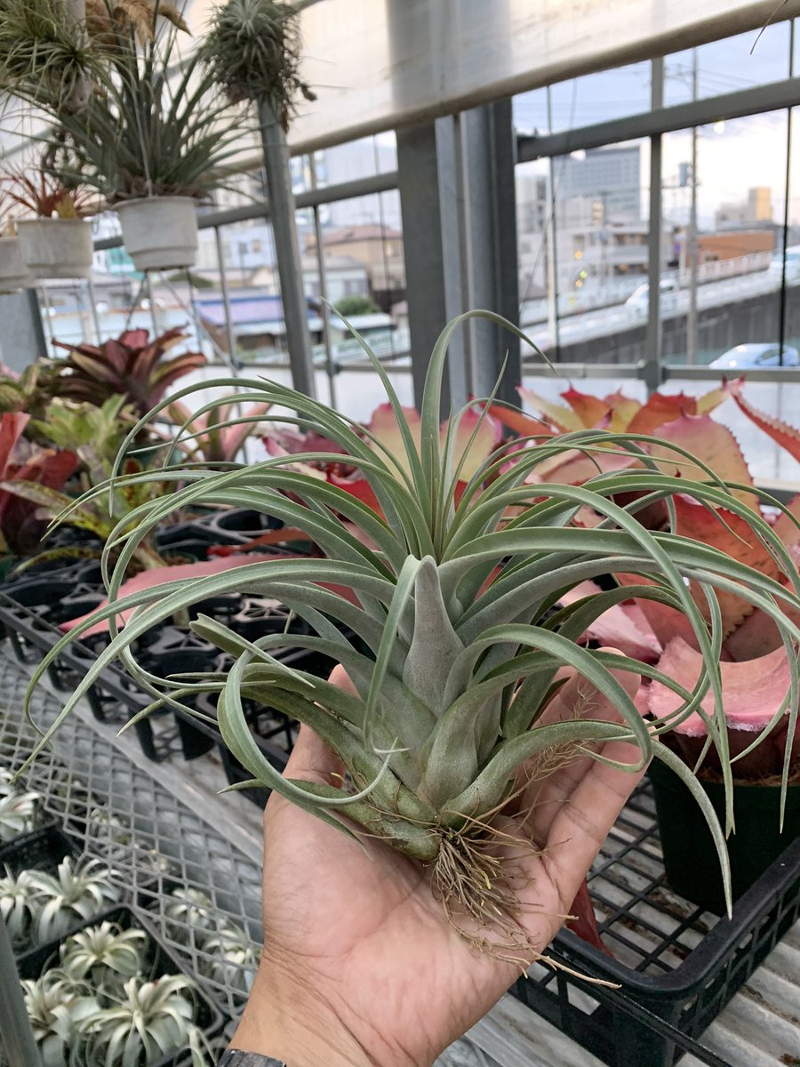 Tillandsia streptophylla x concolor❣️

#keisbromeliads
#tillandsias 
#tillandsialover 
#ティランジア