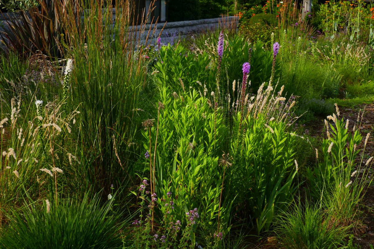 PlantHunter2's tweet photo. Prairie planting area in my garden with Liatris spicata, Liatris spicata 'Alba', Melica ciliata and Origanum vulgare.
プレーリー・ガーデンの植えてあるリアトリス・スピカタ、リアトリス・アルバ、グラスのメリカ・キリアタと縁取りにオリガナム・ブルガーレ。
#gardening #ガーデニング https://t.co/a2pkiMxaVq